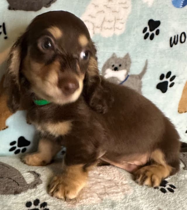 Dachshund Puppies media 10