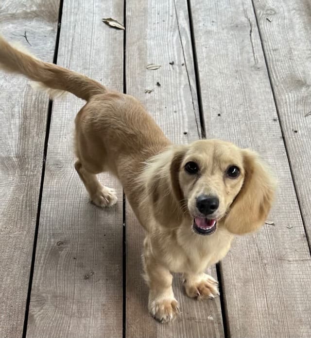 Dachshund Puppies media 11