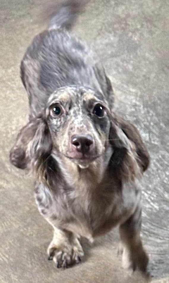Dachshund Puppies media 13