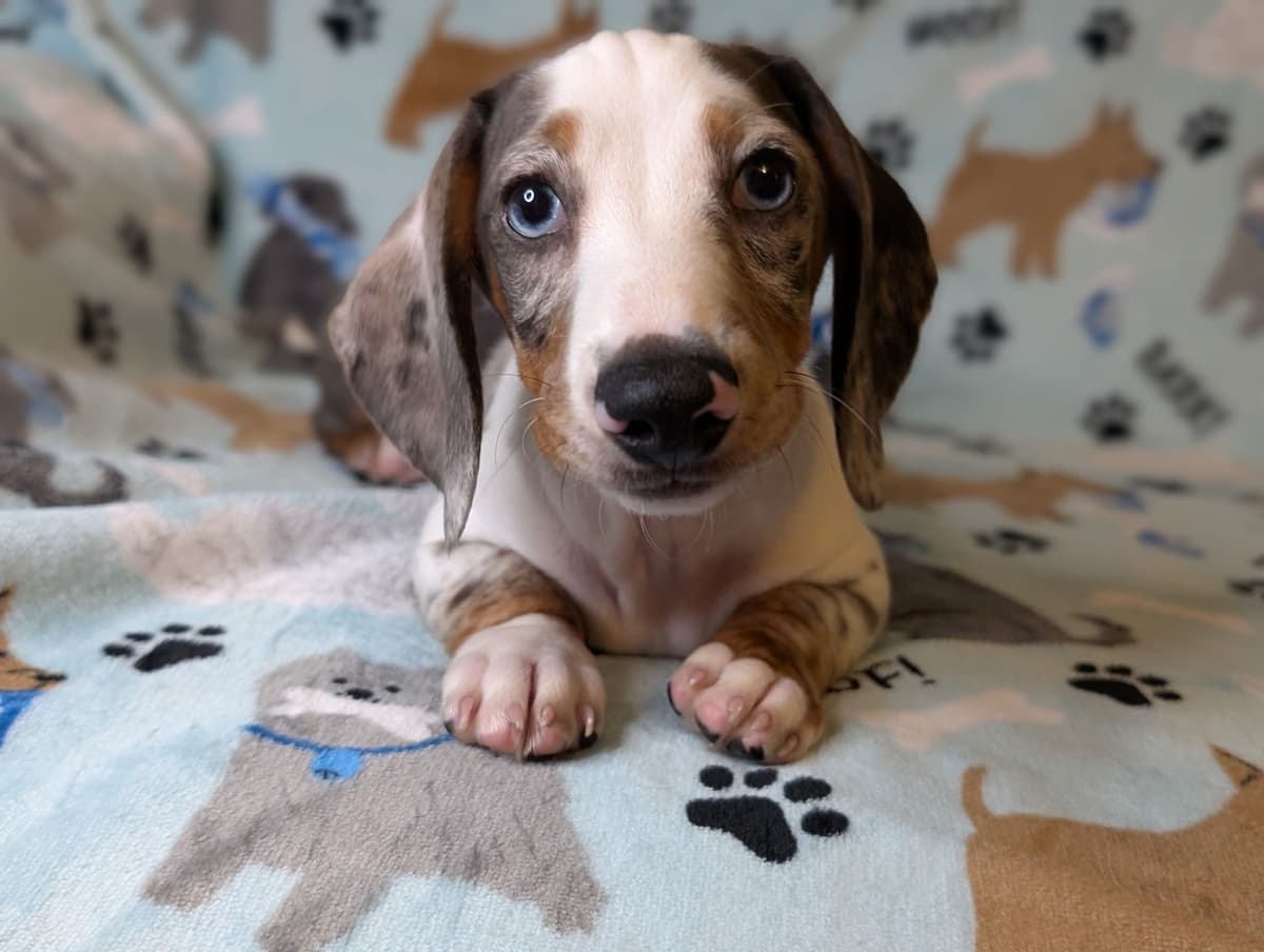 Dachshund Puppies breeder image 4
