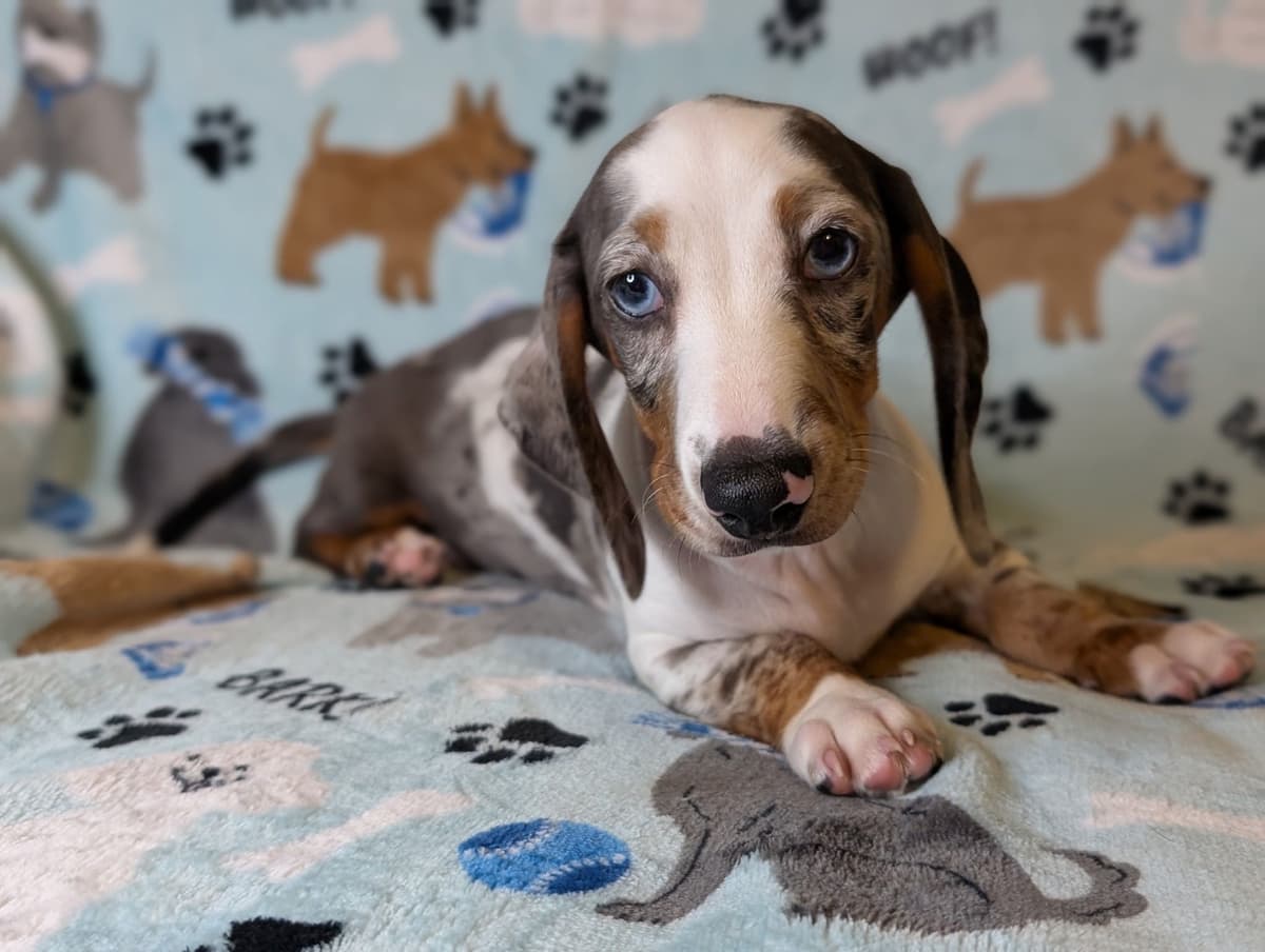 Dachshund Puppies breeder image 6