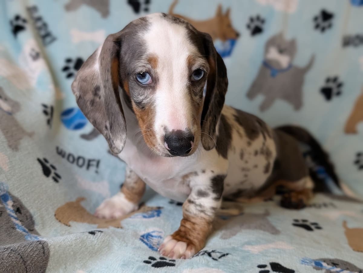Dachshund Puppies breeder image 7