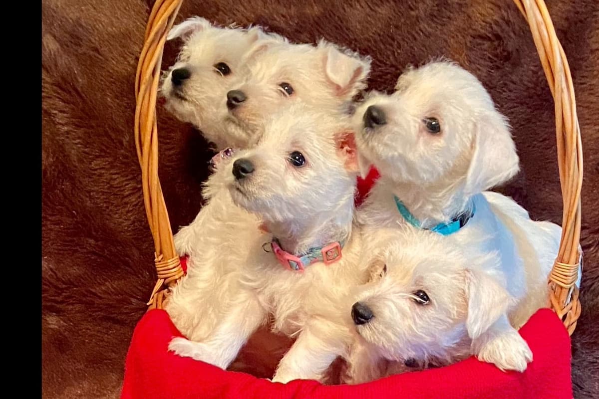 West Highland White Terrier Puppies breeder image 1