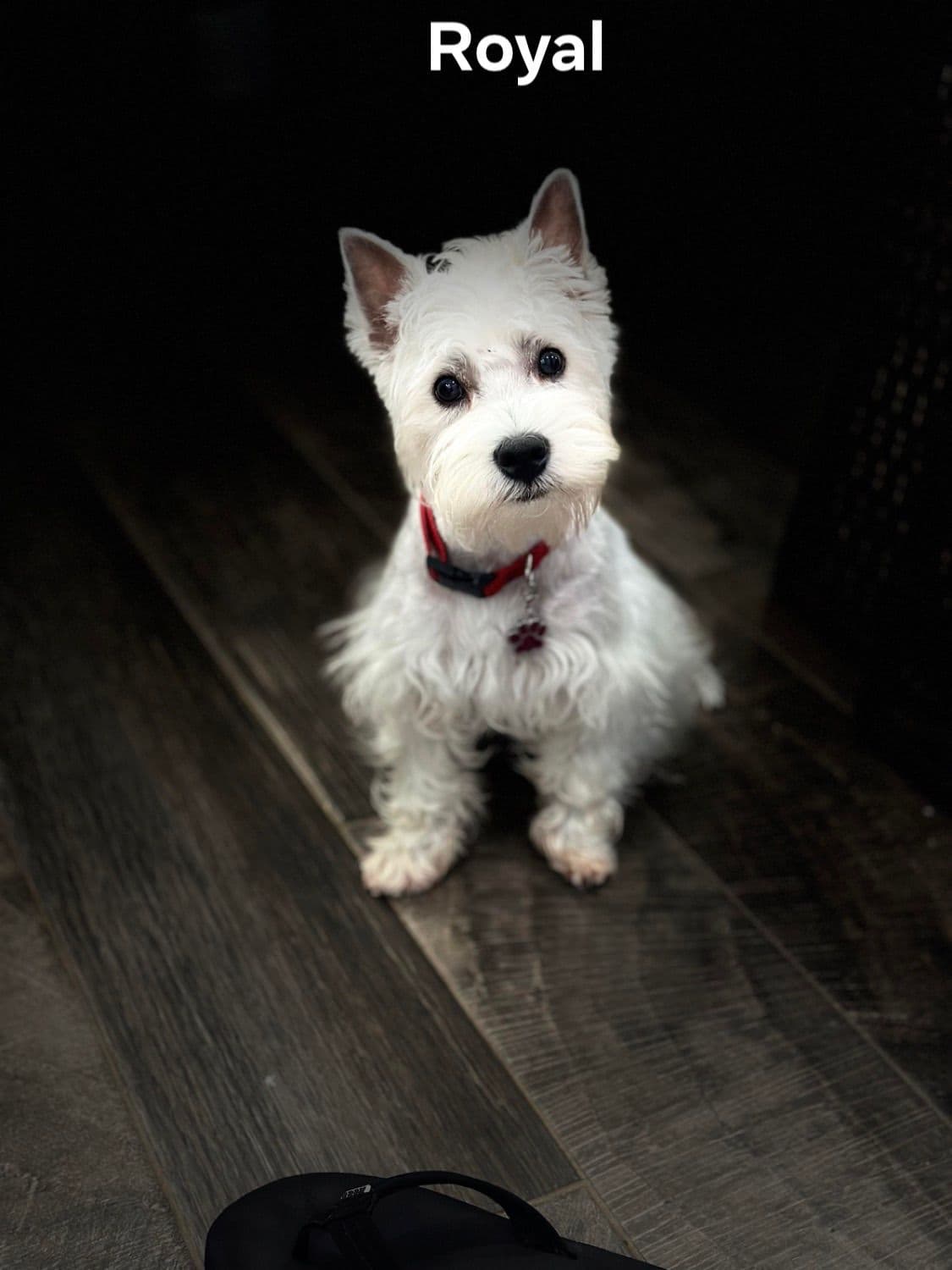 West Highland White Terrier Puppies breeder image 2