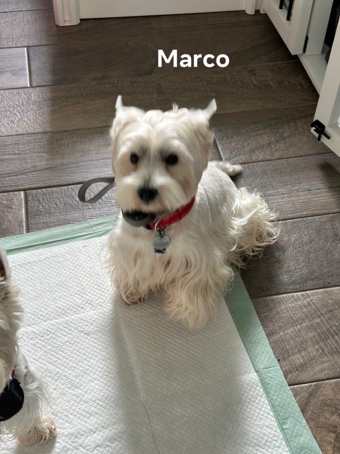 West Highland White Terrier Puppies breeder image 3