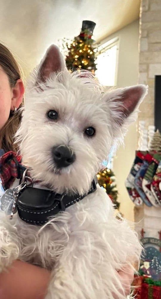 West Highland White Terrier Puppies breeder image 4