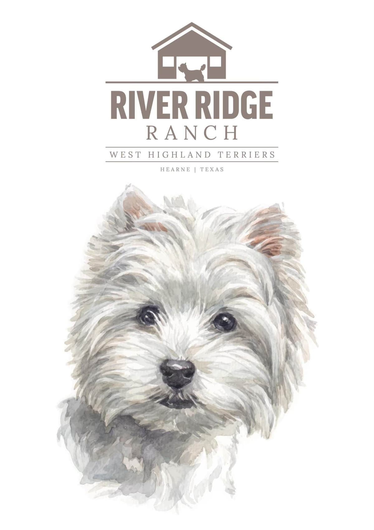 West Highland White Terrier Puppies breeder image 5