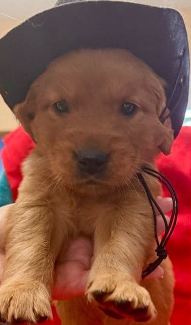 Golden Retriever Puppies media 2