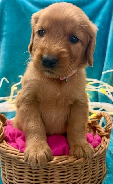 Golden Retriever Puppies media 3