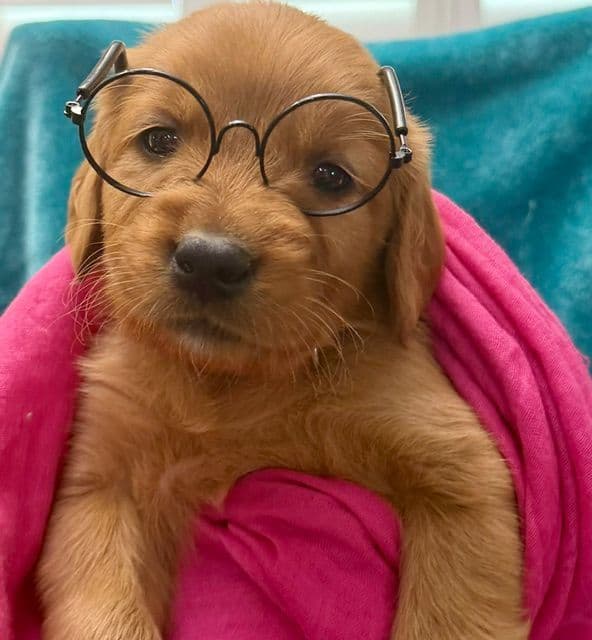 Golden Retriever Puppies media 4