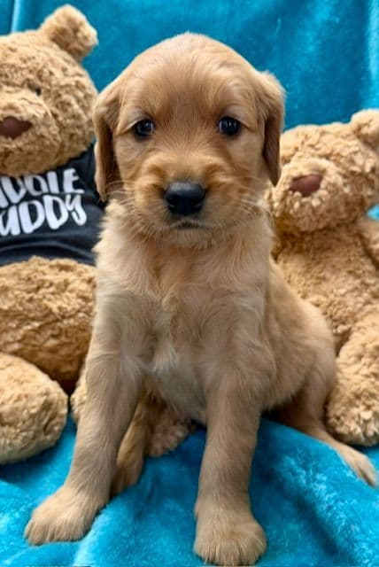 Golden Retriever Puppies media 5