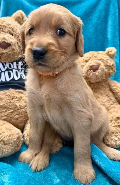 Golden Retriever Puppies media 6