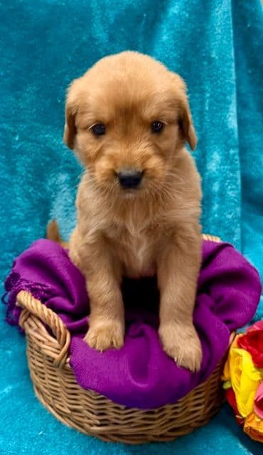 Golden Retriever Puppies media 7