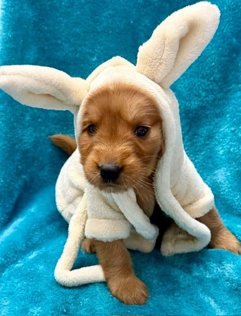 Golden Retriever Puppies media 8