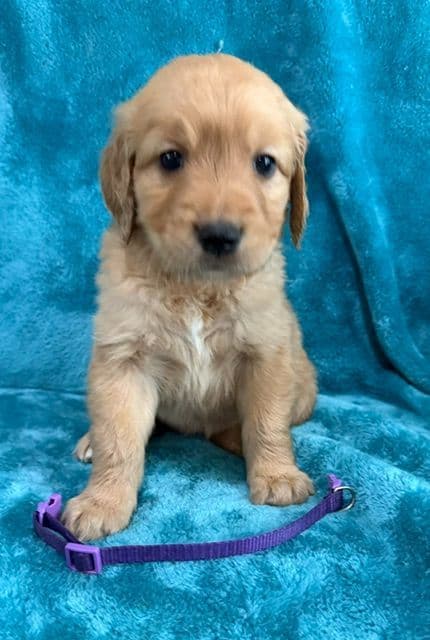 Golden Retriever Puppies media 2