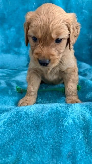 Golden Retriever Puppies media 4