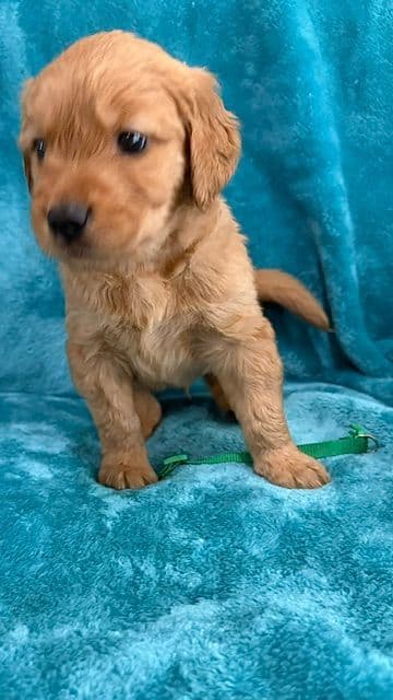 Golden Retriever Puppies media 5