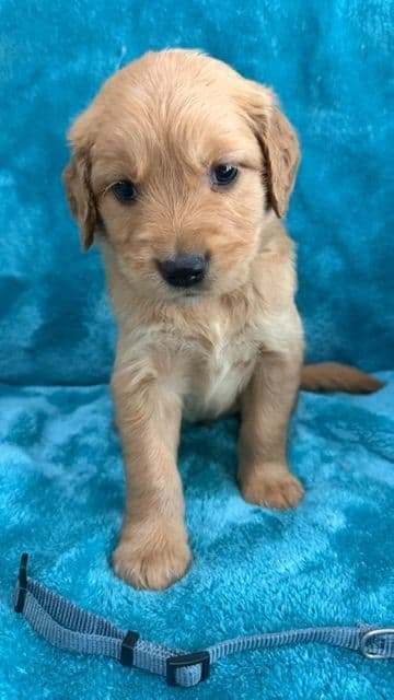 Golden Retriever Puppies media 6