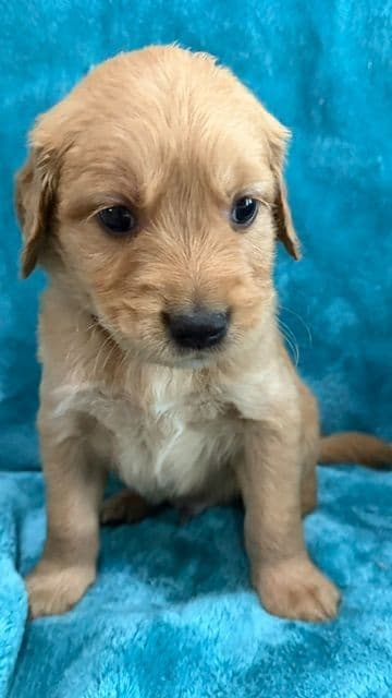 Golden Retriever Puppies media 7