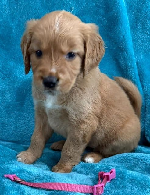 Golden Retriever Puppies media 8