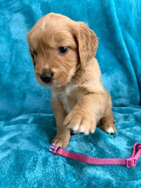 Golden Retriever Puppies media 9