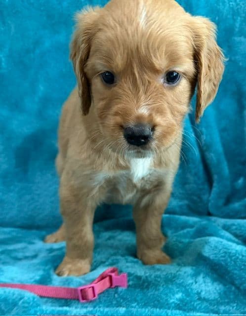 Golden Retriever Puppies media 10