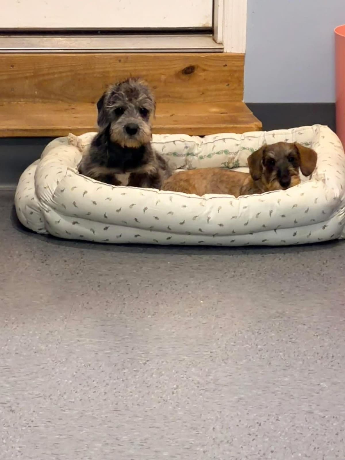 Miniature Wirehaired Dachshund breeder image 2