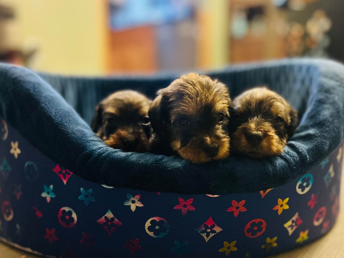 Miniature Wirehaired Dachshund breeder image 4