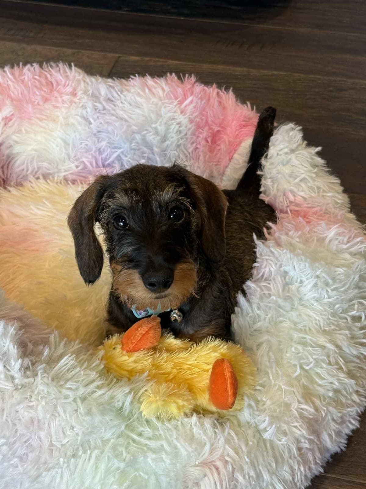 Miniature Wirehaired Dachshund breeder image 6