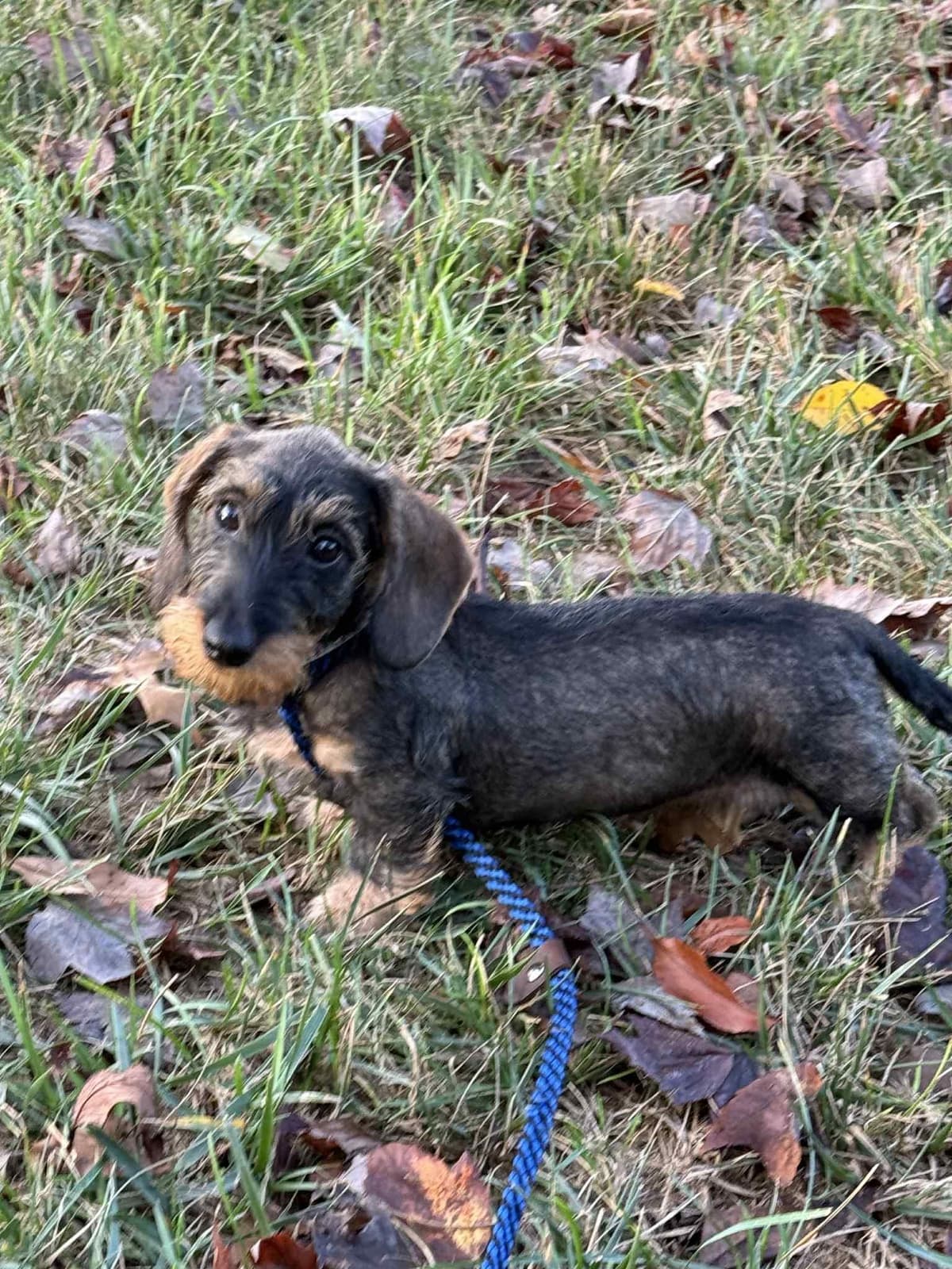Miniature Wirehaired Dachshund breeder image 7