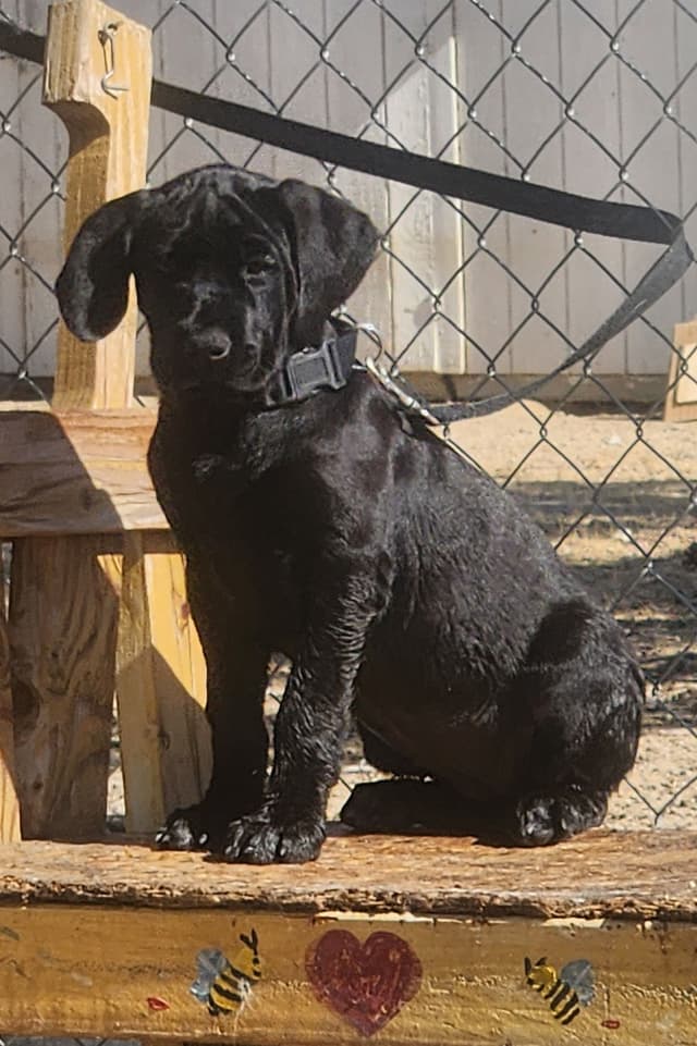 Cane Corso Puppies media 2