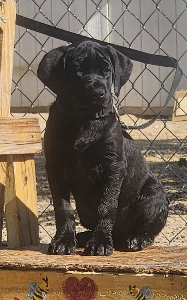 Cane Corso Puppies media 3