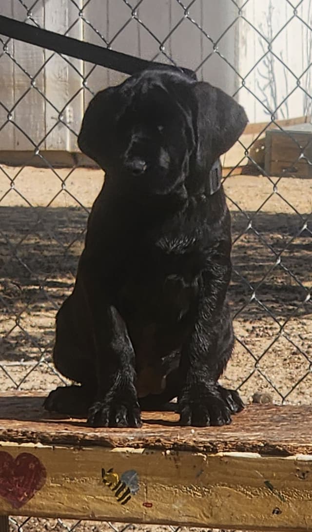 Cane Corso Puppies media 4