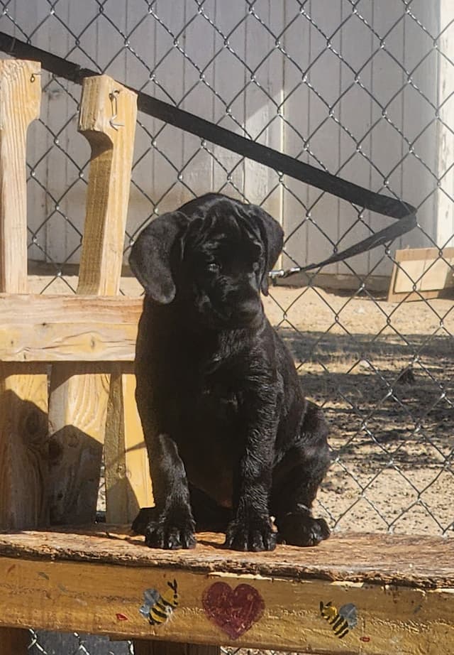 Cane Corso Puppies media 5