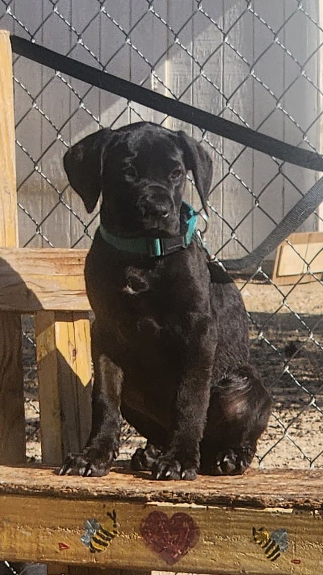 Cane Corso Puppies media 6