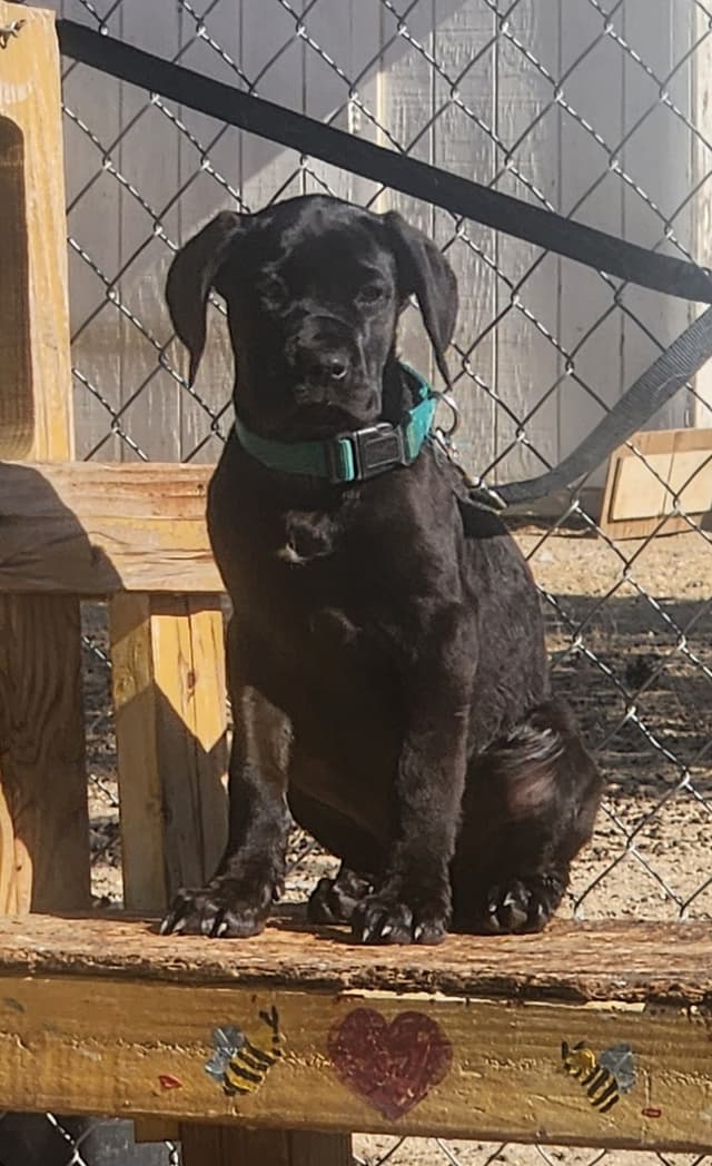 Cane Corso Puppies media 7