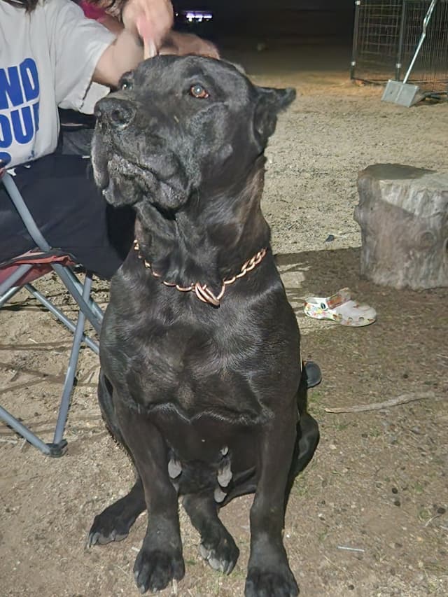 Cane Corso Puppies media 8