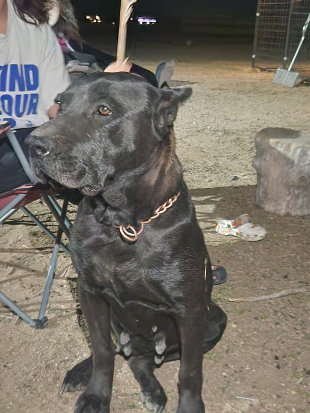 Cane Corso Puppies media 9