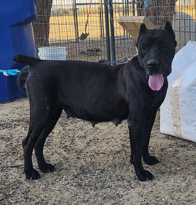 Cane Corso Puppies media 10