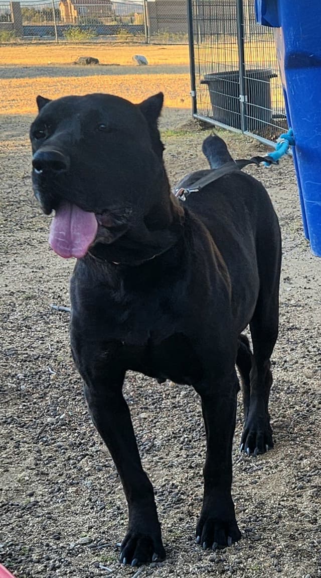 Cane Corso Puppies media 11