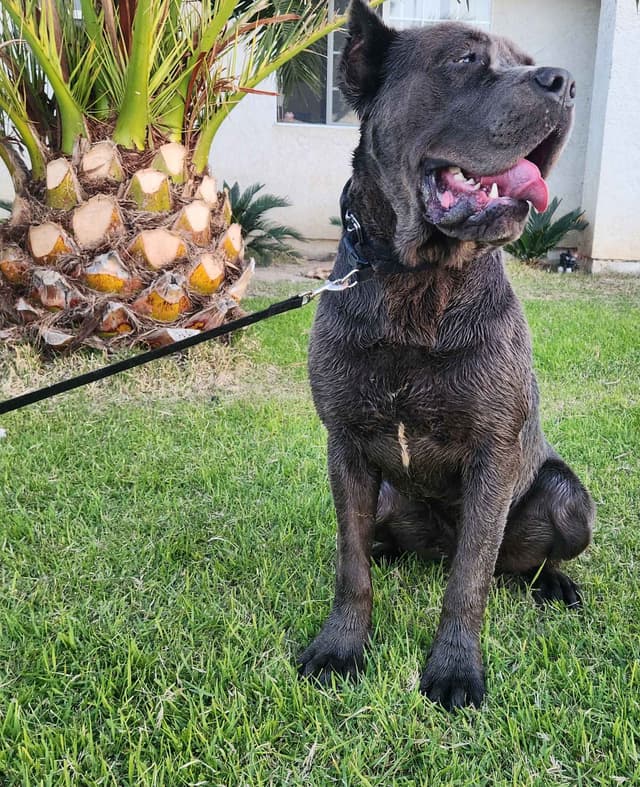 Cane Corso Puppies media 12