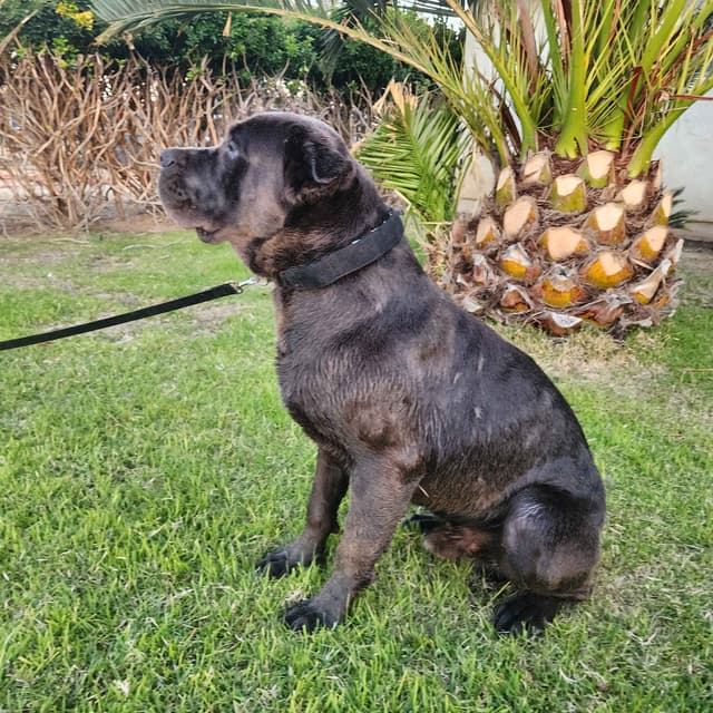 Cane Corso Puppies media 13