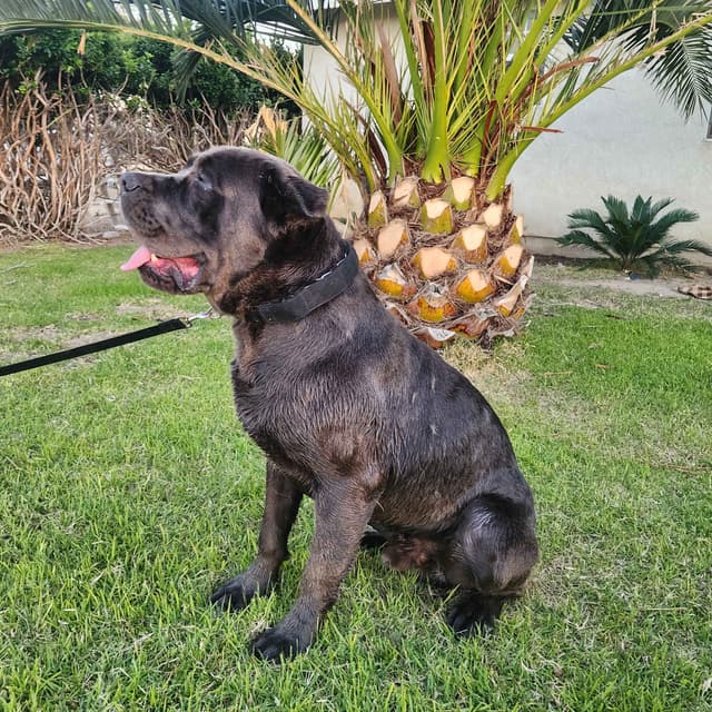 Cane Corso Puppies media 14