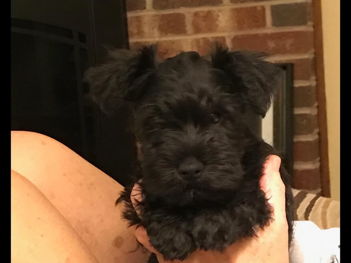 Miniature Schnauzer Puppies breeder image 2