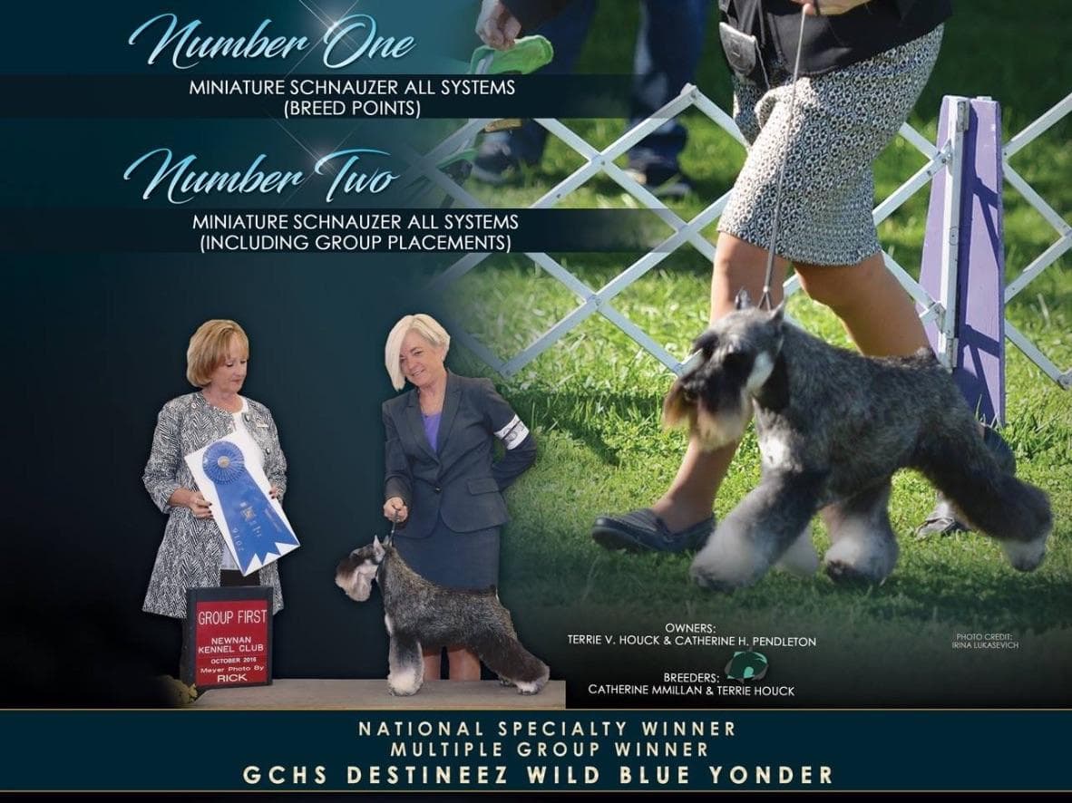 Miniature Schnauzer Puppies breeder image 1