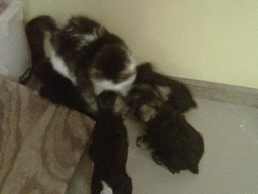 Miniature Schnauzer Puppies breeder image 3
