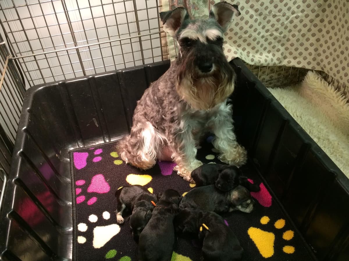 Miniature Schnauzer Puppies breeder image 4