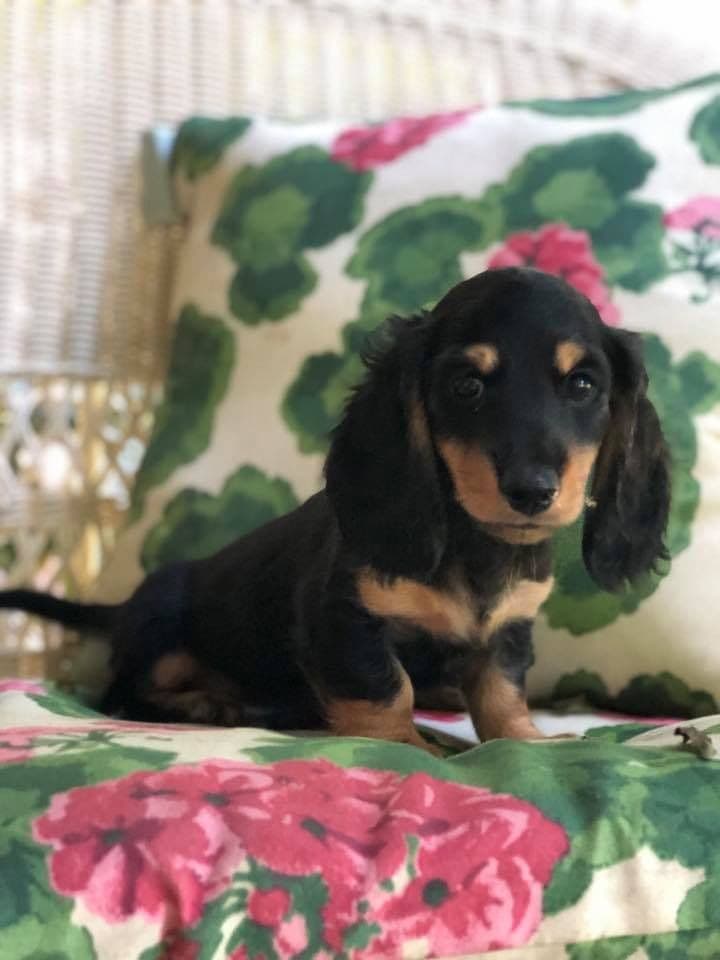 Longhaired Miniature Dachshund Puppies breeder image 1