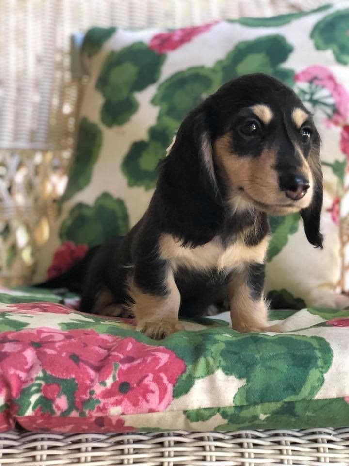 Longhaired Miniature Dachshund Puppies breeder image 2