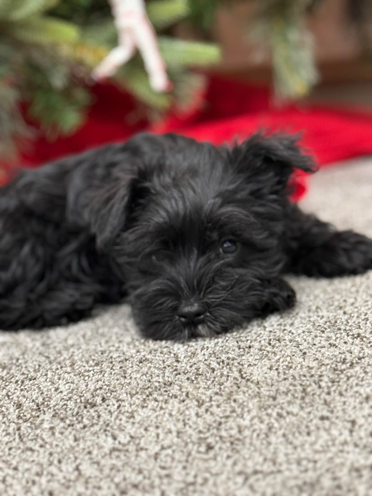 Miniature Schnauzer Puppies breeder image 2